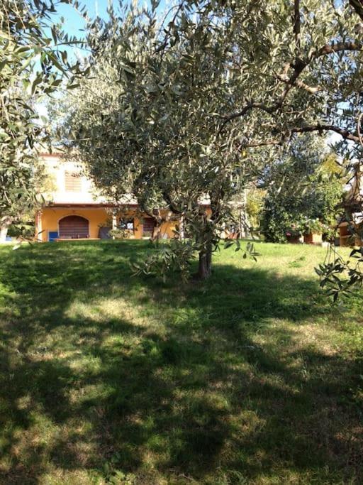 Lolia Farmhouse With Olive Grove And Hot Tub Villa Montegallo  Eksteriør billede